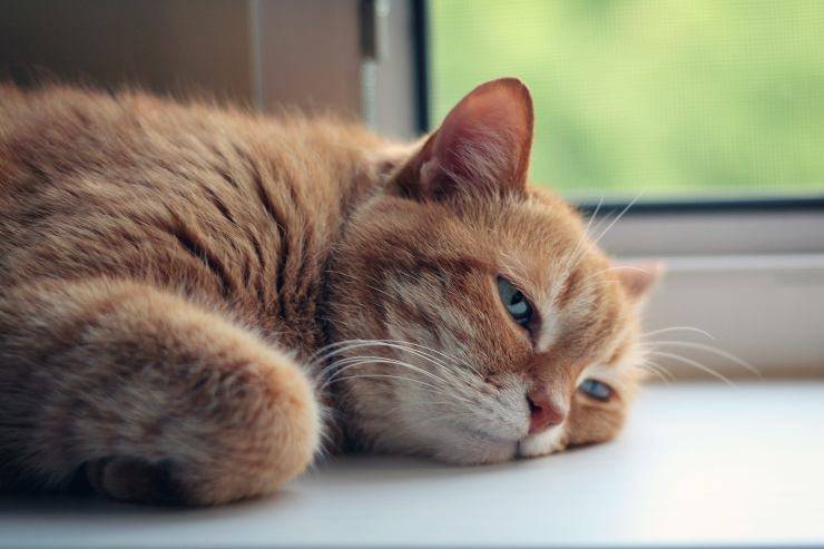 Desorientación en el felino anciano