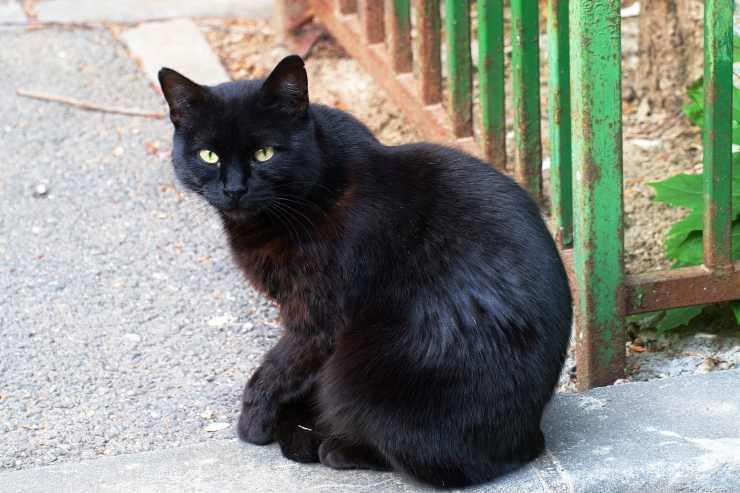 La actitud del felino
