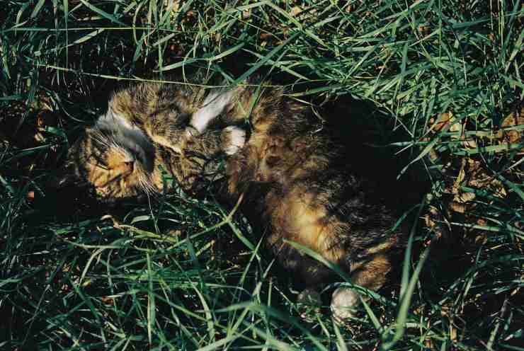 Las razas de gatos más activas.