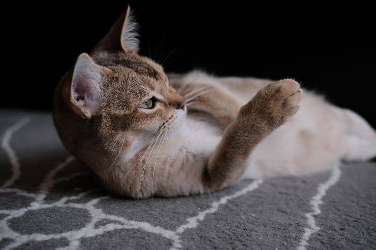 Razas de gatos muy activas