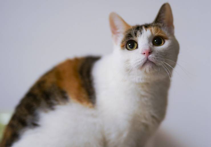 Más gatos hiperactivos