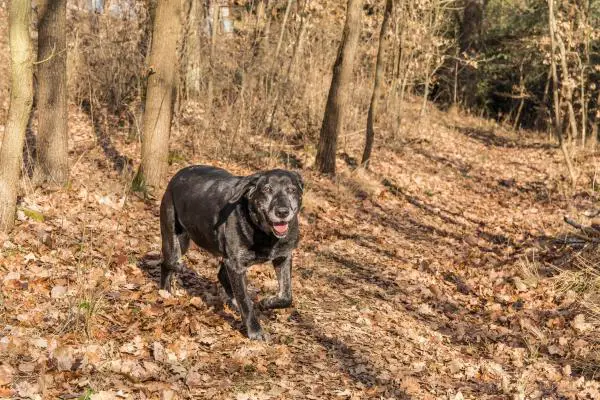 Mi perro mayor está inquieto por la noche - Causas neurológicas