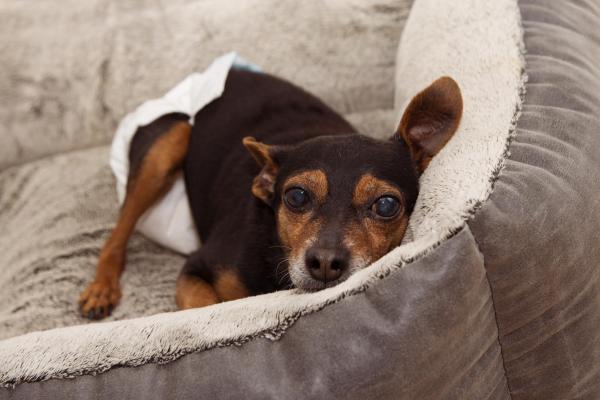 Mi perro senior está inquieto por la noche - Pérdida de visión o audición