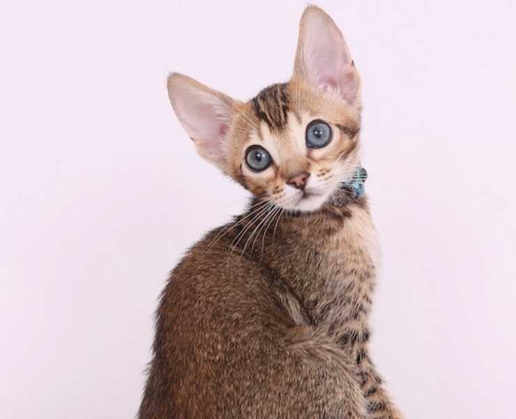 serengeti-gatto-(2)_optimizado