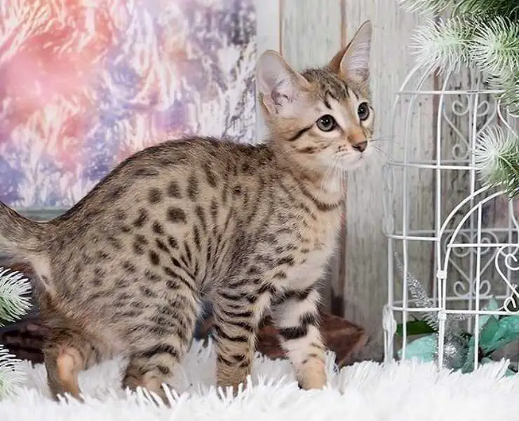 serengeti-gatto-(2)_optimizado