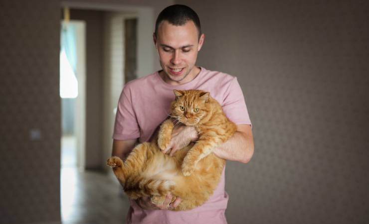 gato gordo
