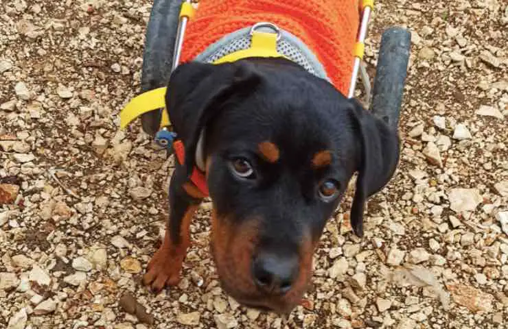 regalo de discapacidad de perro nina