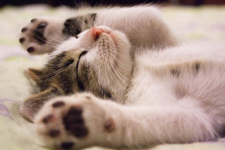 El felino y la intoxicación por metaldehído