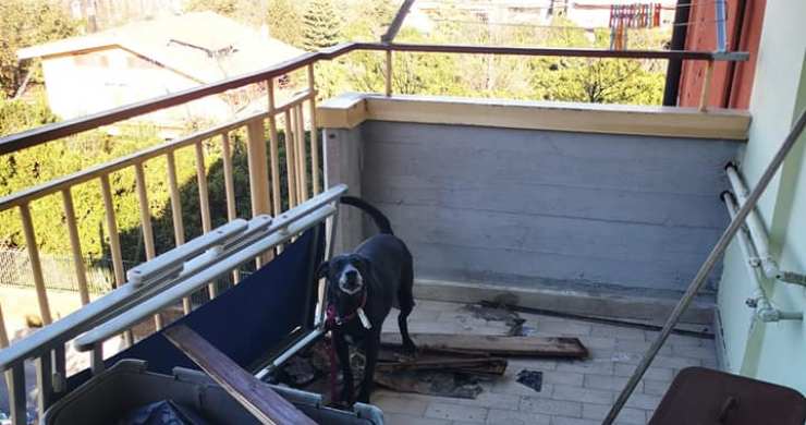 perro atado balcon dos años