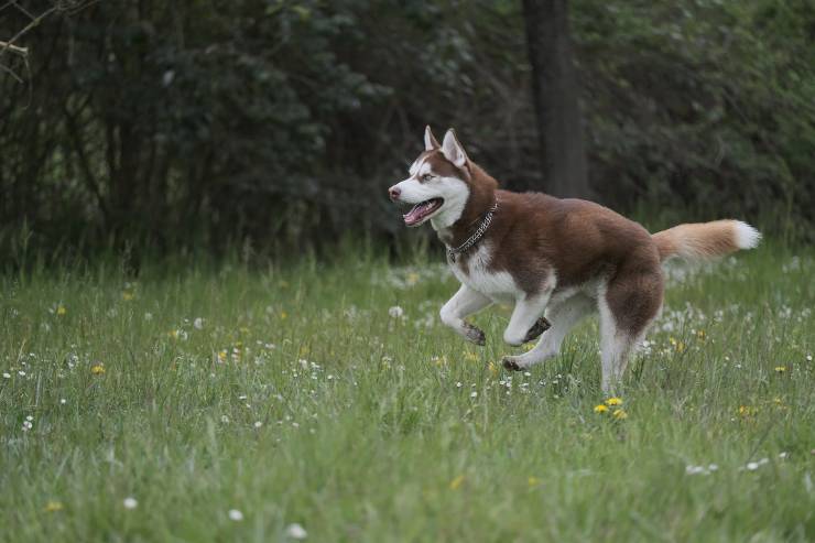 Bau corre en la naturaleza