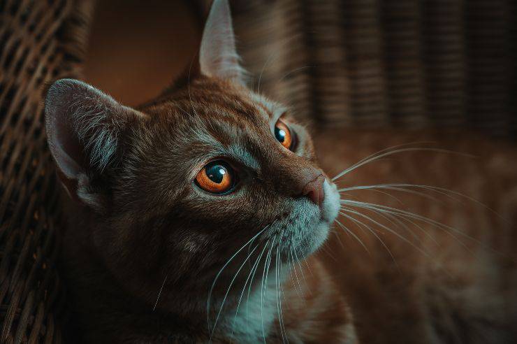 Cómo dejar en paz al felino