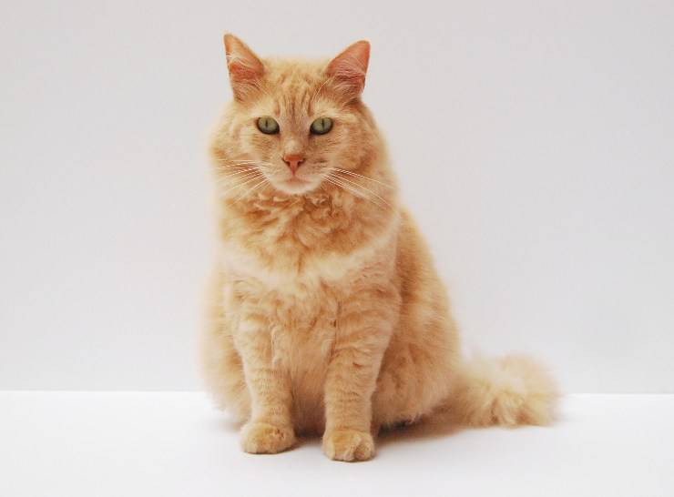 El gato y el síndrome cerebeloso