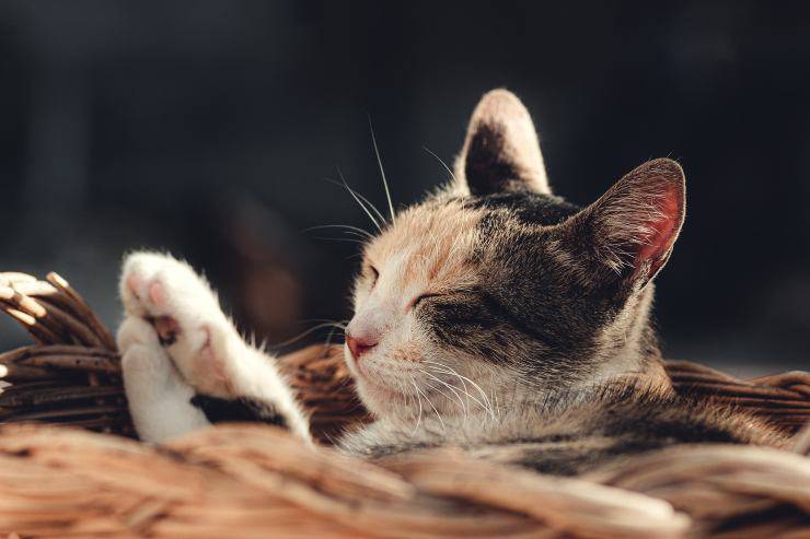 La enfermedad en el gato