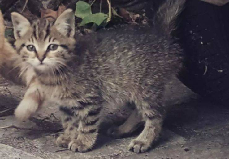 gatito callejero recién nacido