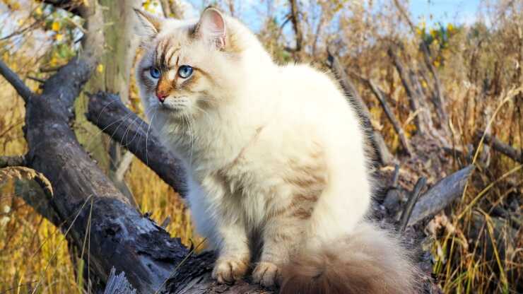 Siberian-common-diseases_optimized
