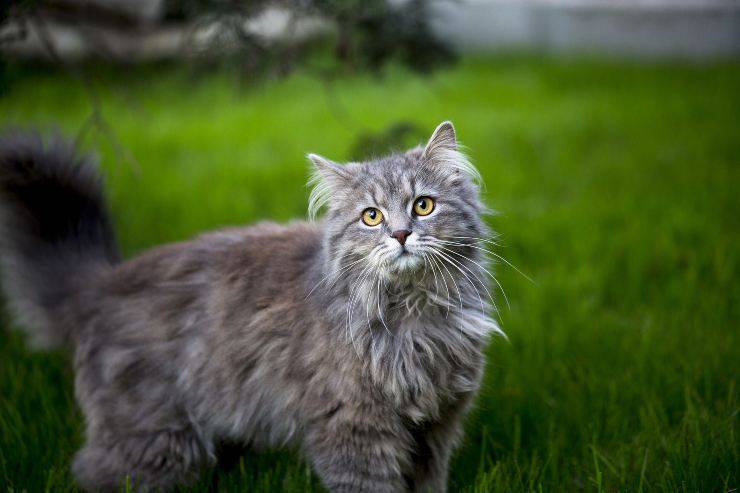 gato libre en el verde
