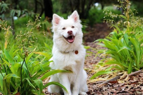 Beneficios de la comida personalizada para perros - Excelente pelaje y aspecto de la piel