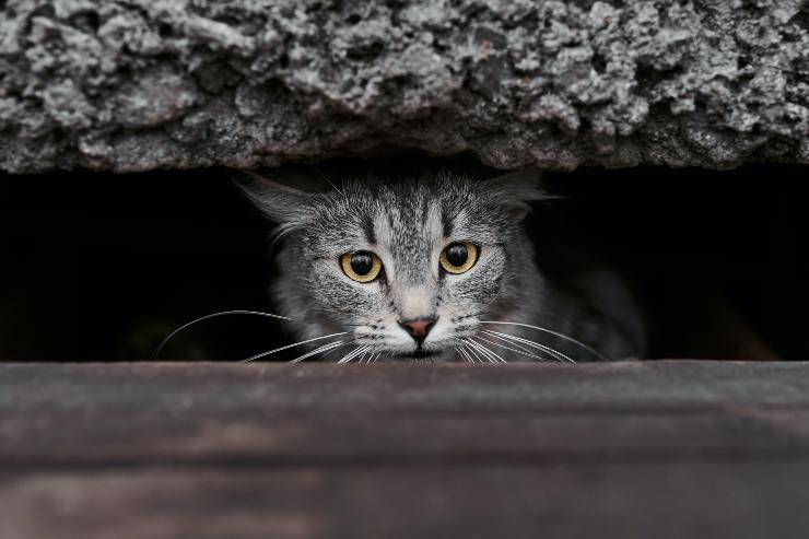 Kitty quiere esconderse de mí