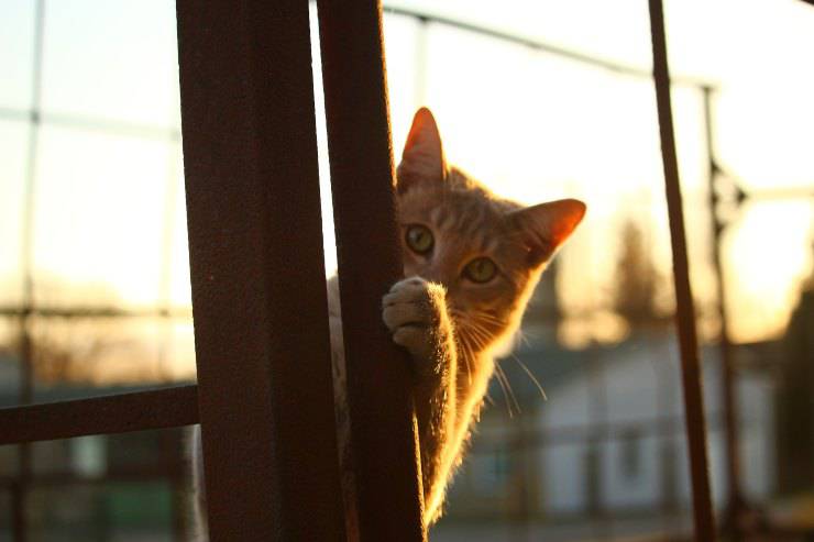 El comportamiento del gato.