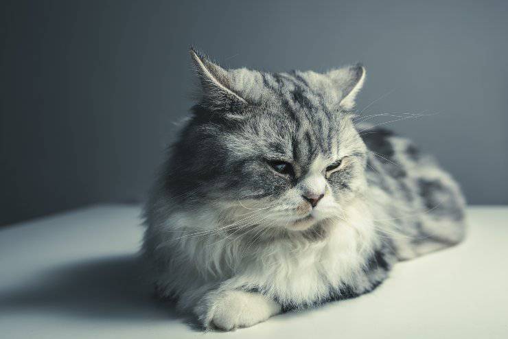 La insuficiencia hepática del gato.