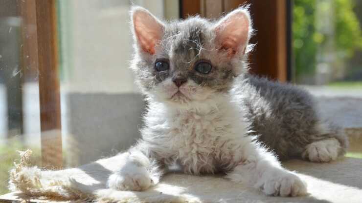 adottare-selkirk-rex-(1)_optimizado