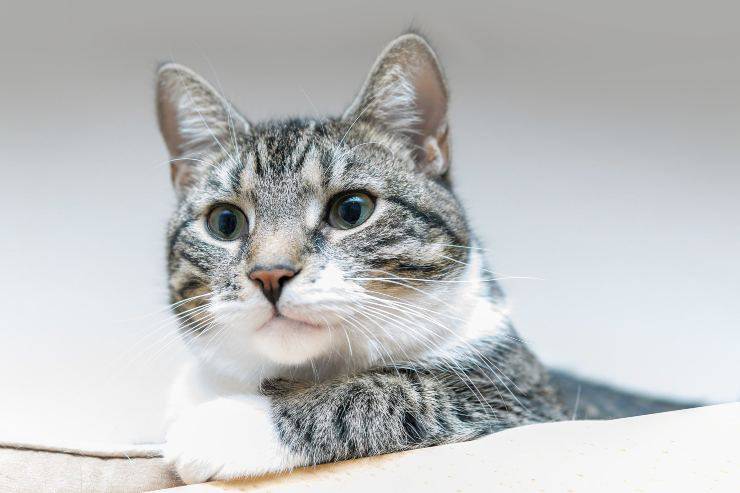 El gato y su gesto.