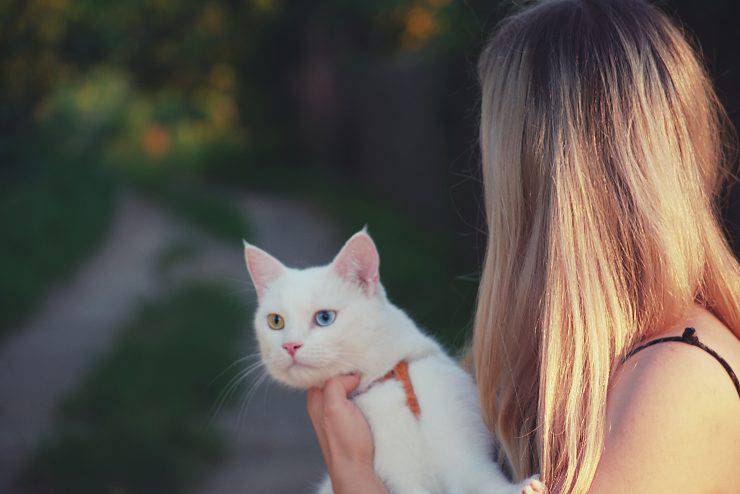 Gatos que aman a la familia.