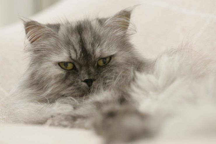 Felino en reposo