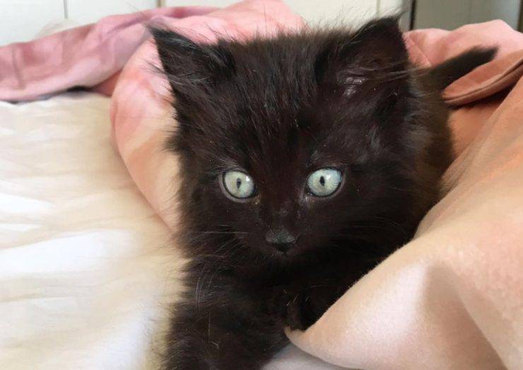 Myrtle, el gato de Francesco Oppini