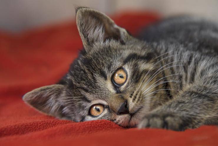 El comportamiento del gato.
