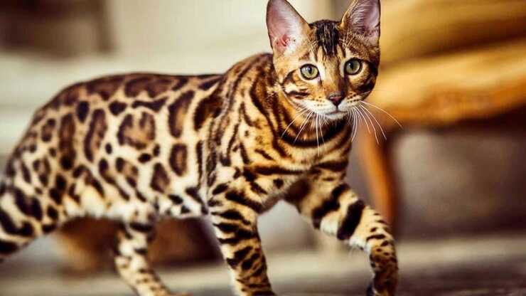 cura-gatto-ashera-(1)_optimizado