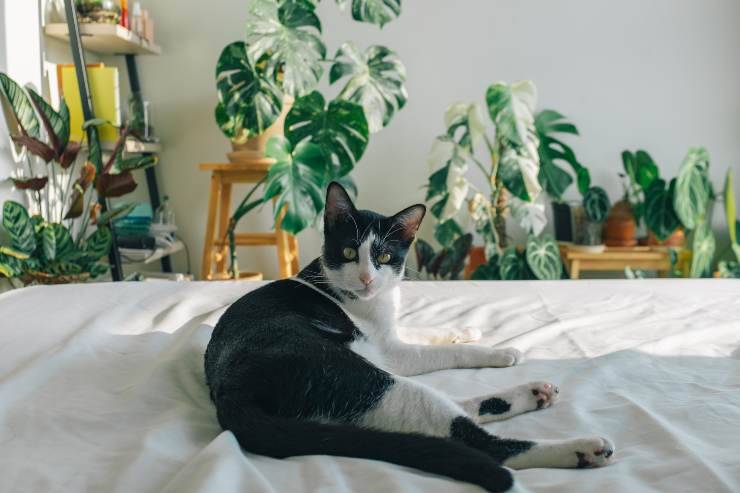 La alimentación del gato