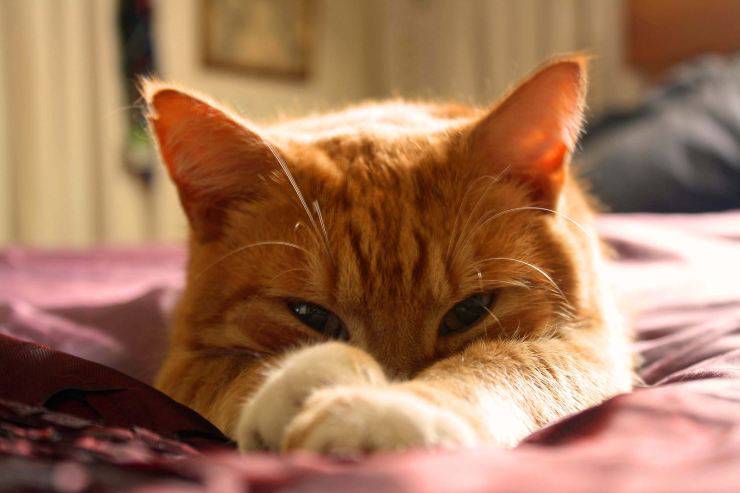 La enfermedad en el gato