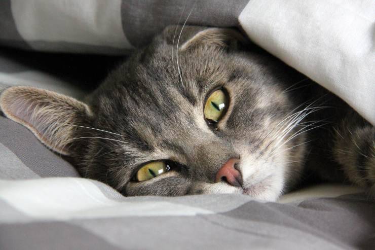 El felino y la disbiosis