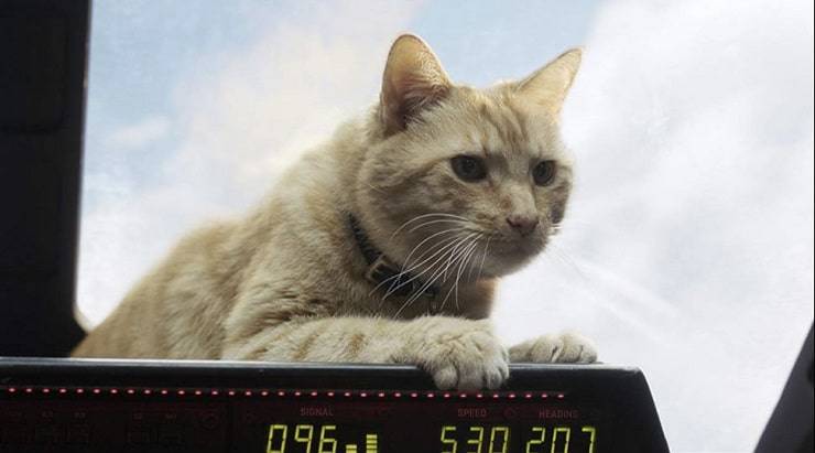 Gato de raza Nick Fury