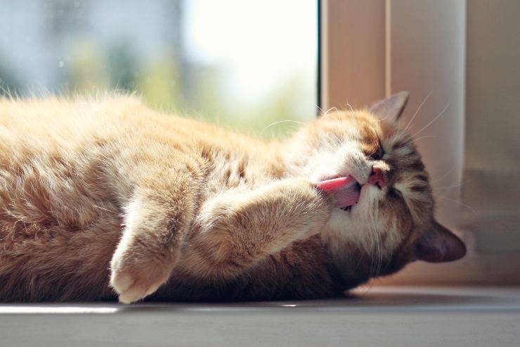 Cómo inducir el vómito en felinos
