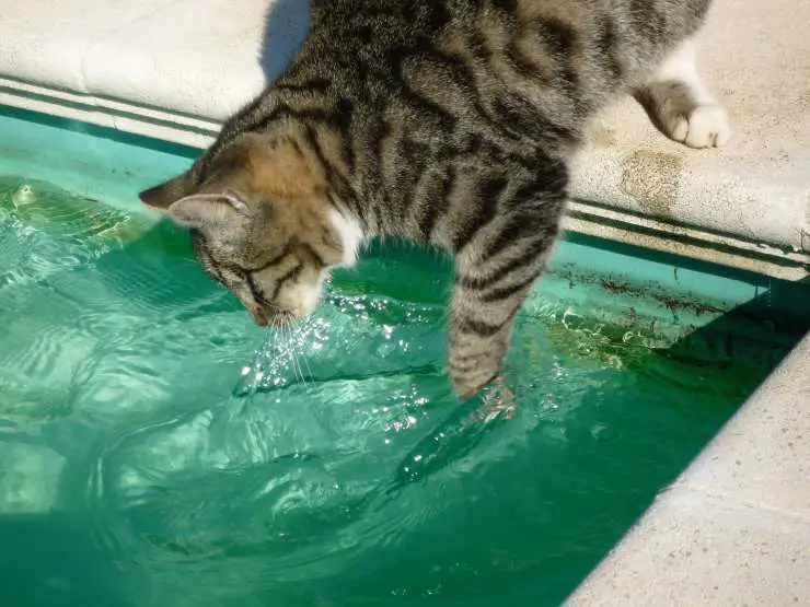 pesca de gatos
