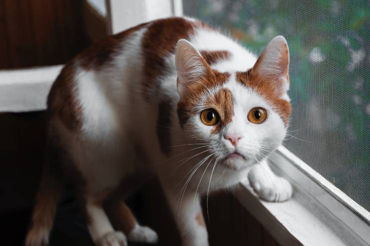 El felino esterilizado marca el territorio