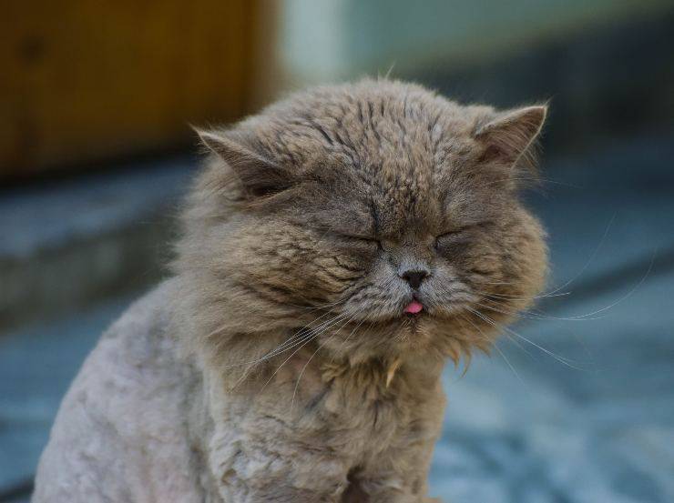 El gato y el neumotórax