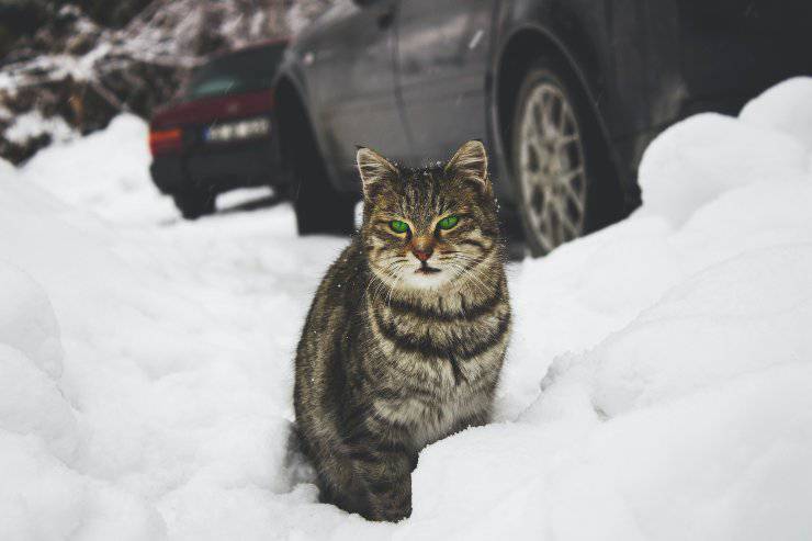 Cómo duerme el felino callejero