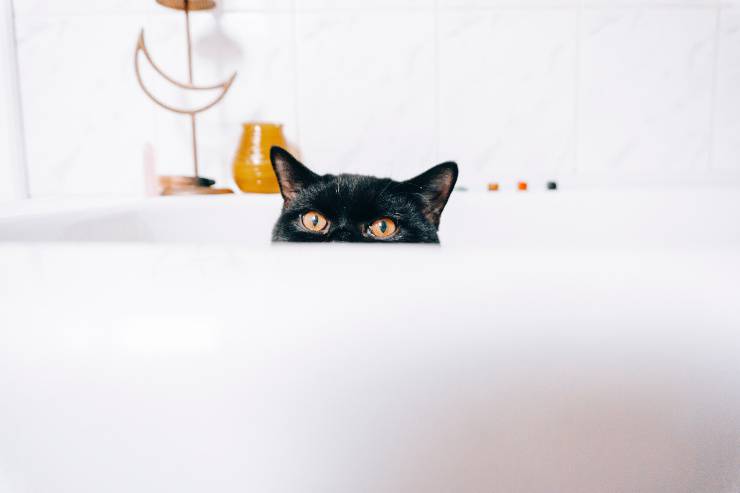 El gato se siente inseguro.