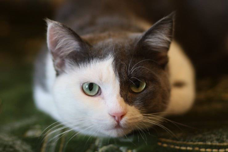 El comportamiento del gato.