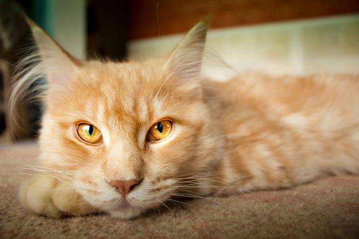 El gato y la intoxicación por permetrina