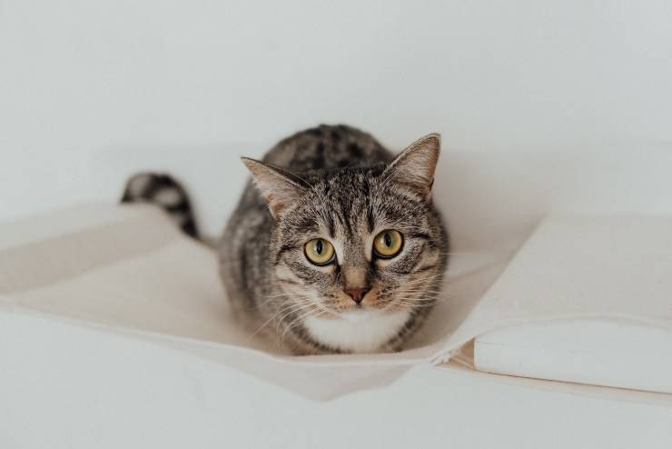 Felino quiere comerse el puerro