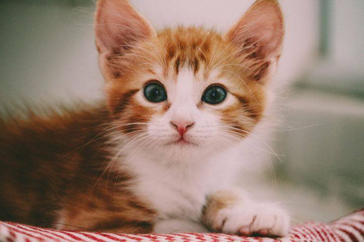 Porque a Kitty no le gustan las escobas