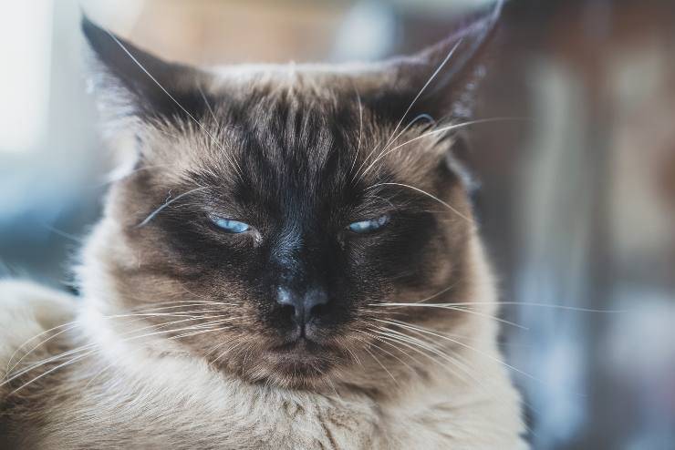Razas posesivas de felinos