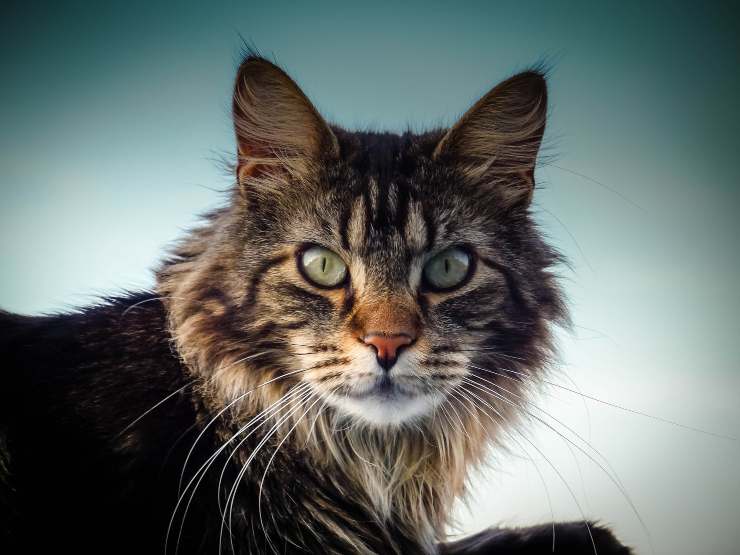 razas posesivas de gatos