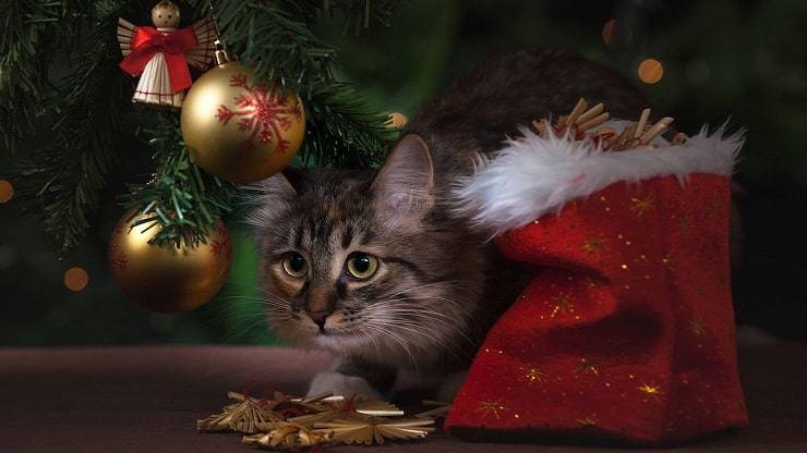 hizo regalos de navidad