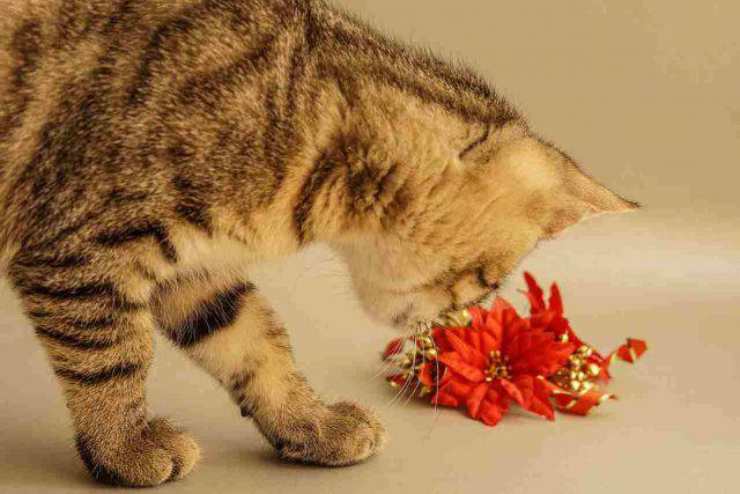 gato flor de pascua