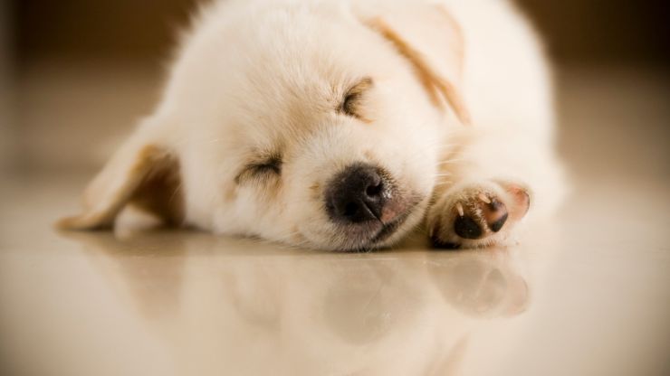 fido descansa